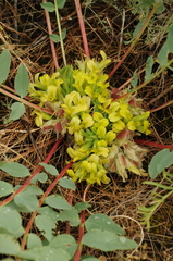 Astragalus sewertzovii