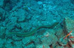 Gymnothorax castaneus