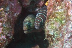 Muraena lentiginosa