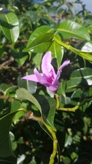 Cryptostegia