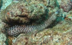 Muraena lentiginosa
