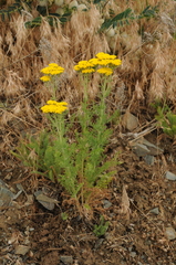 Achillea arabica