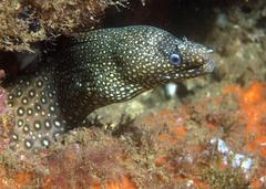 Muraena lentiginosa
