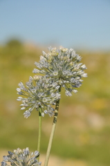 Allium caesium