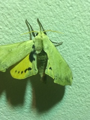 Pseudoclanis postica