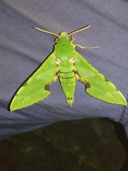 Euchloron megaera
