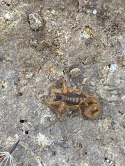 Centruroides exilicauda