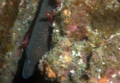 Gymnothorax mordax