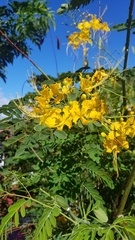 Caesalpinia pulcherrima flava