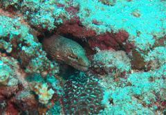Gymnothorax zonipectis