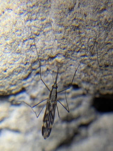 Unknown species found near Highland County, OH, USA