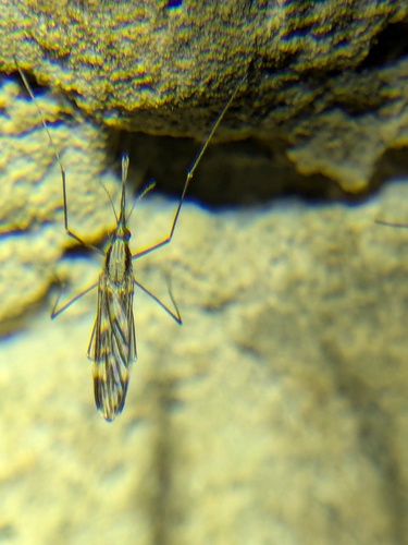 Unknown species found near Highland County, OH, USA