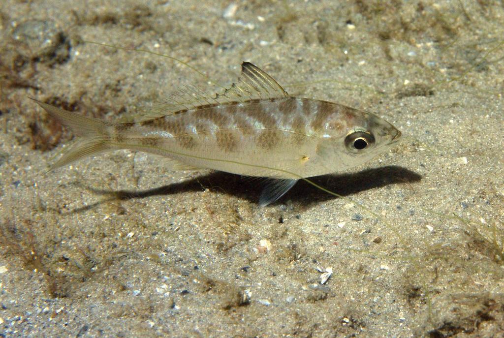 Slender Mojarra