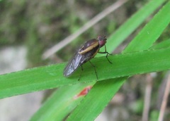 Allophylopsis