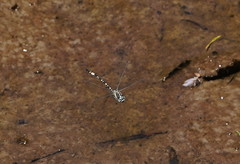 Parasynthemis regina