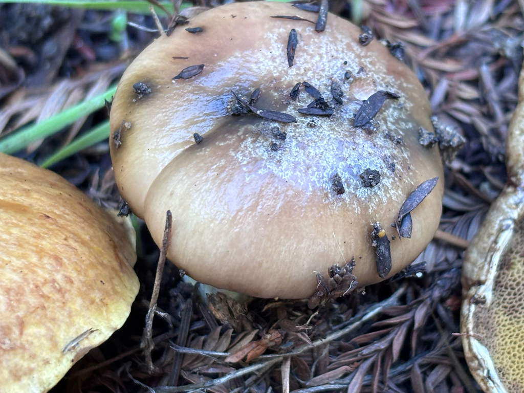 Gomphidius oregonensis · November 2025 · photo: © reago (iNaturalist, cc-by)