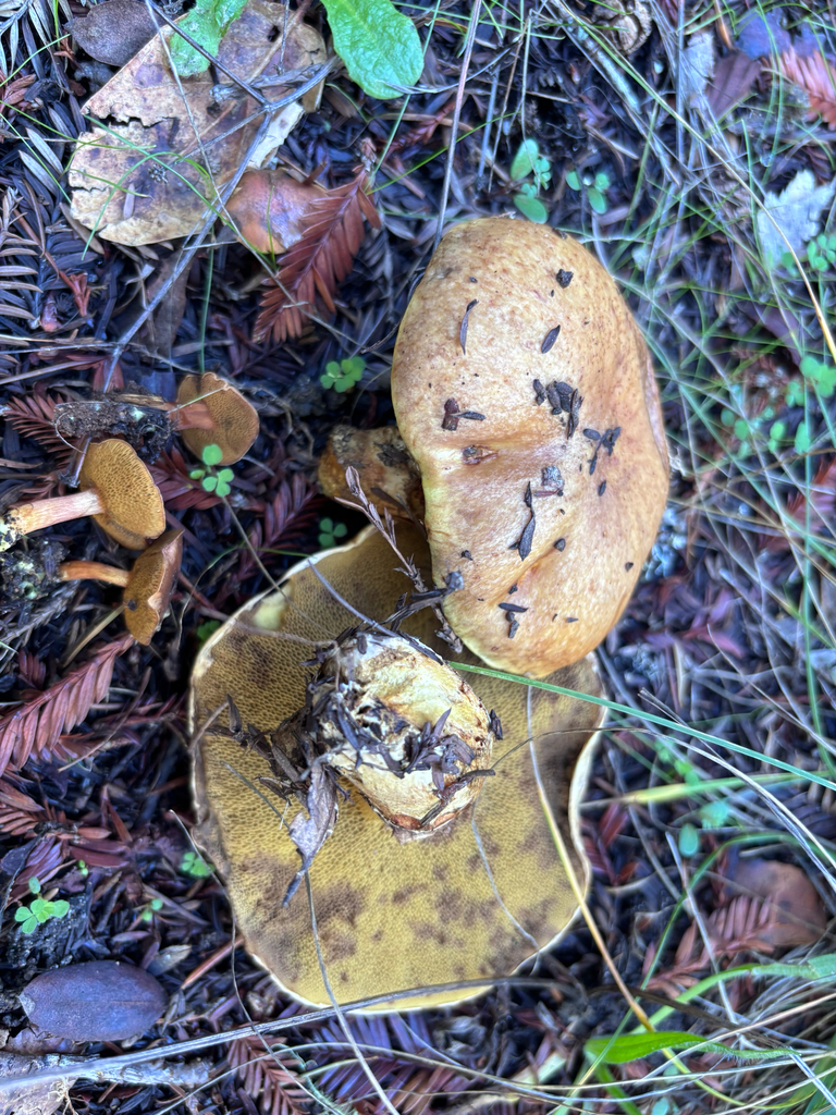Suillus caerulescens · November 2025 · photo: © reago (iNaturalist, cc-by)