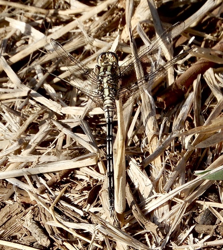 Long Skimmer