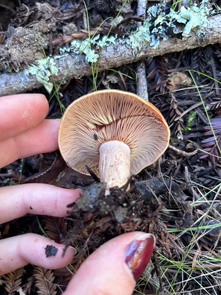 Lactarius rubrilacteus · November 2025 · photo: © reago (iNaturalist, cc-by)