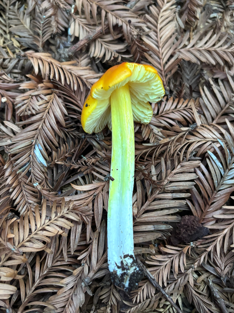 Hygrocybe acutoconica · November 2025 · photo: © reago (iNaturalist, cc-by)