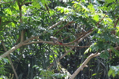 Psittacus erithacus image