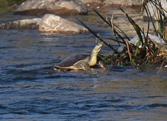 Apalone spinifera emoryi