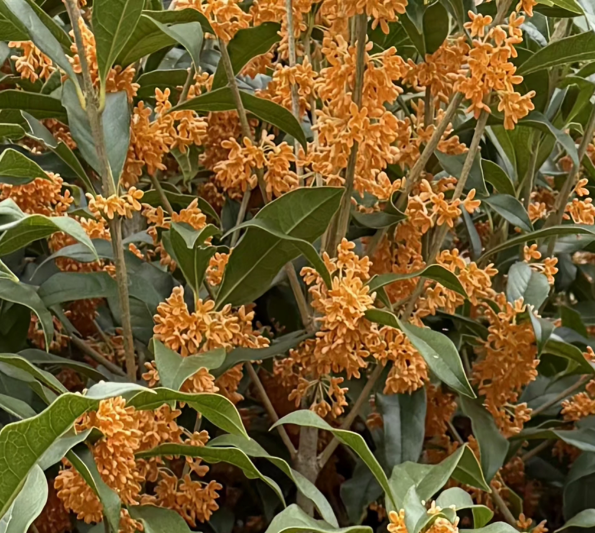 Sweet Osmanthus (Osmanthus fragrans)