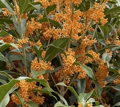 Osmanthus Odorant (Osmanthus fragrans)