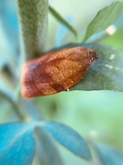 Cacoecimorpha pronubana