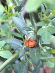 Cacoecimorpha pronubana
