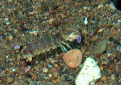 Odontodactylus brevirostris