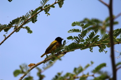 Ploceus jacksoni