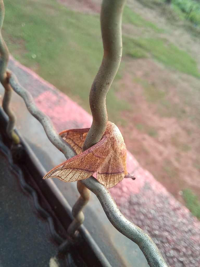 Roelofinae