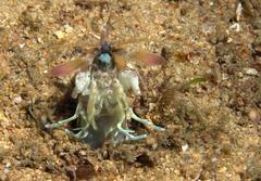 Odontodactylus latirostris