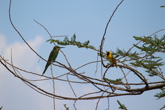 Ploceus castanops
