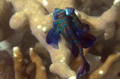 Synchiropus splendidus