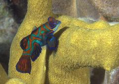 Synchiropus splendidus