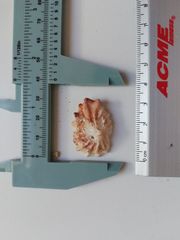 Crucibulum