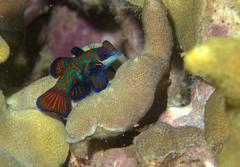 Synchiropus splendidus