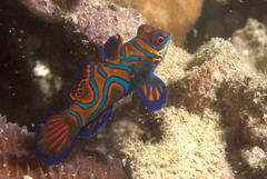 Synchiropus splendidus