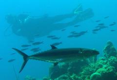 Scomberomorus maculatus