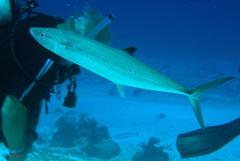 Scomberomorus maculatus