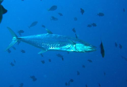 Narrow-banded Spanish Mackerel