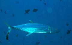 Scomberomorus commerson