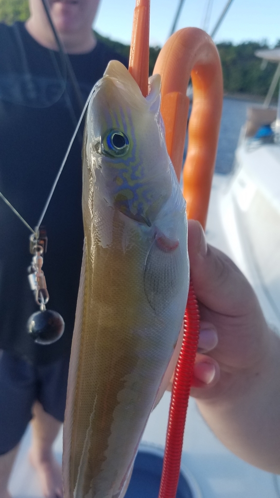 Sand Tilefish