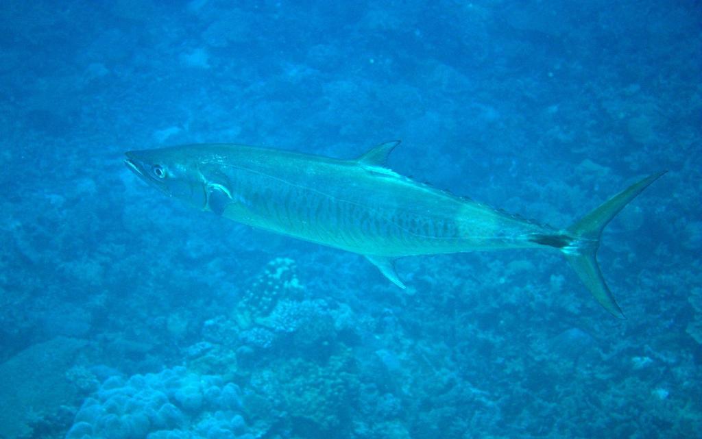 Narrow-banded Spanish Mackerel (Scomberomorus commerson