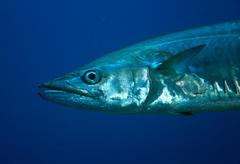 Scomberomorus commerson