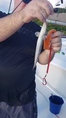 Malacanthus plumieri