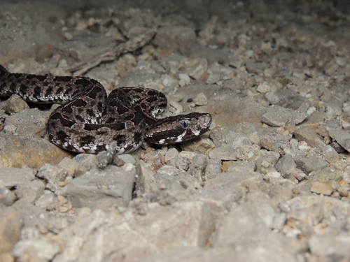 Slender Hognose Viper