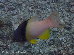 Bodianus mesothorax